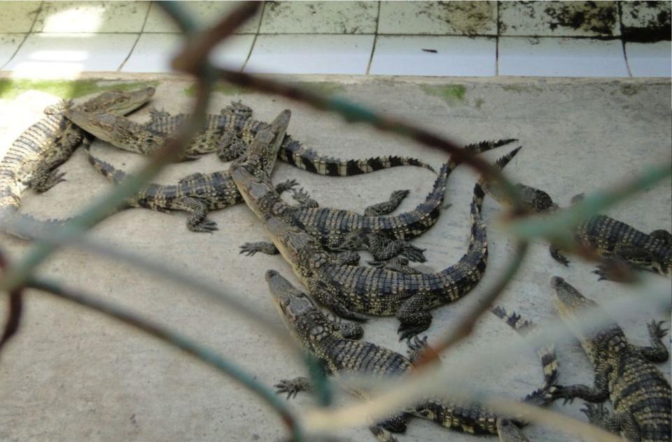 Ho Chi Minh: Private Eco Tour to Can Gio Mangrove Forest - What to Expect