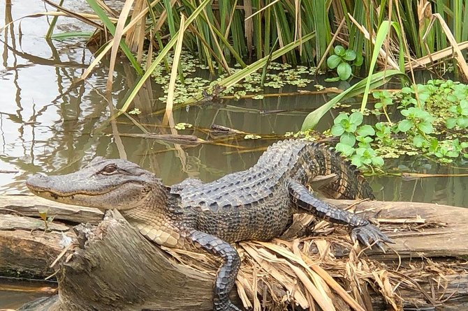 Honey Island Swamp Boat Tour With Transportation From New Orleans - Customer Experiences