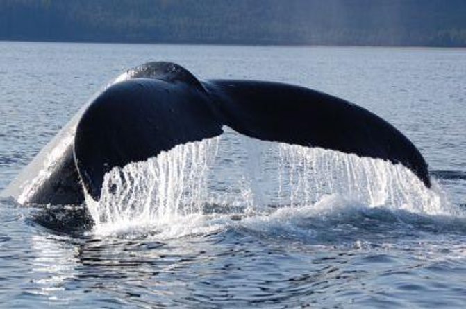 Hoonah Whale-Watching Cruise - Traveler Reviews and Feedback