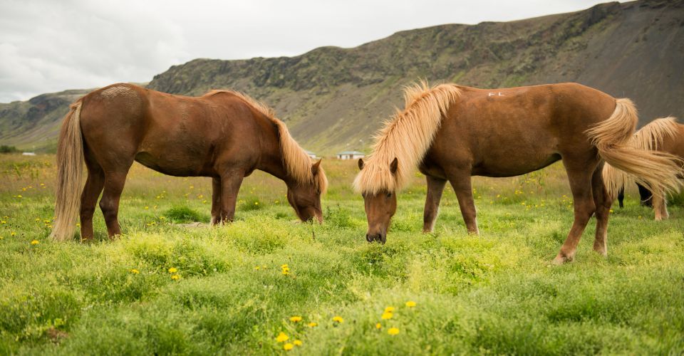 Horse Riding Tour in Reykjadalur (Hotspring Valley) - Customer Reviews and Feedback