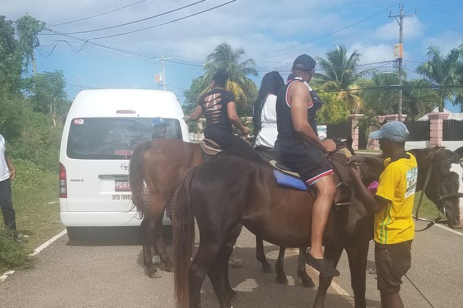 Hour Horseback Riding Guided Tour From Runaway Bay - What to Expect on the Tour