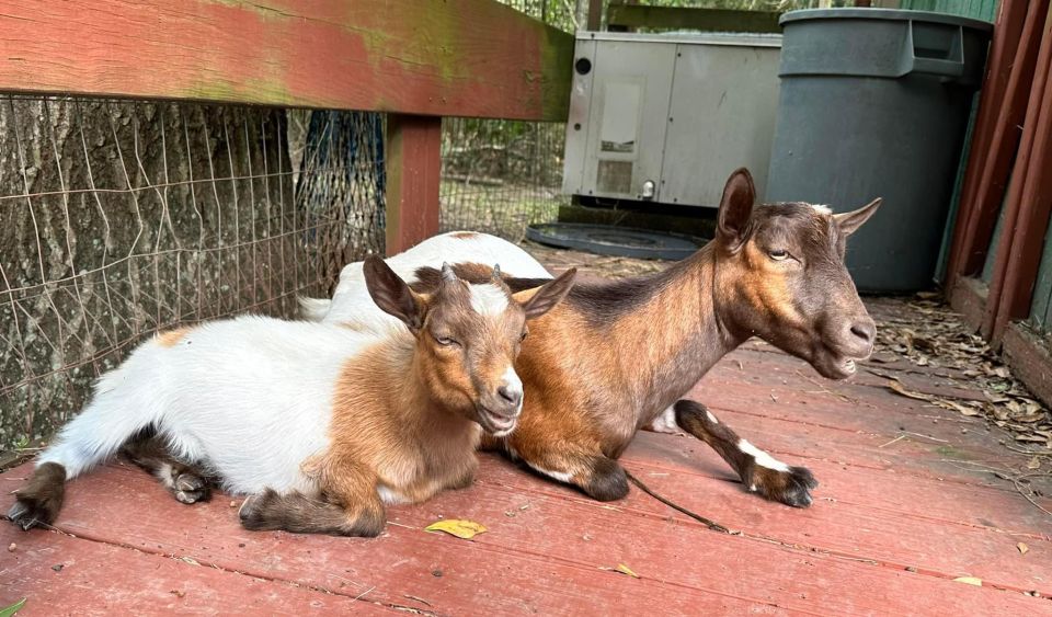 Houston: Adorable Mini Goats Experience E - Directions to the Farm