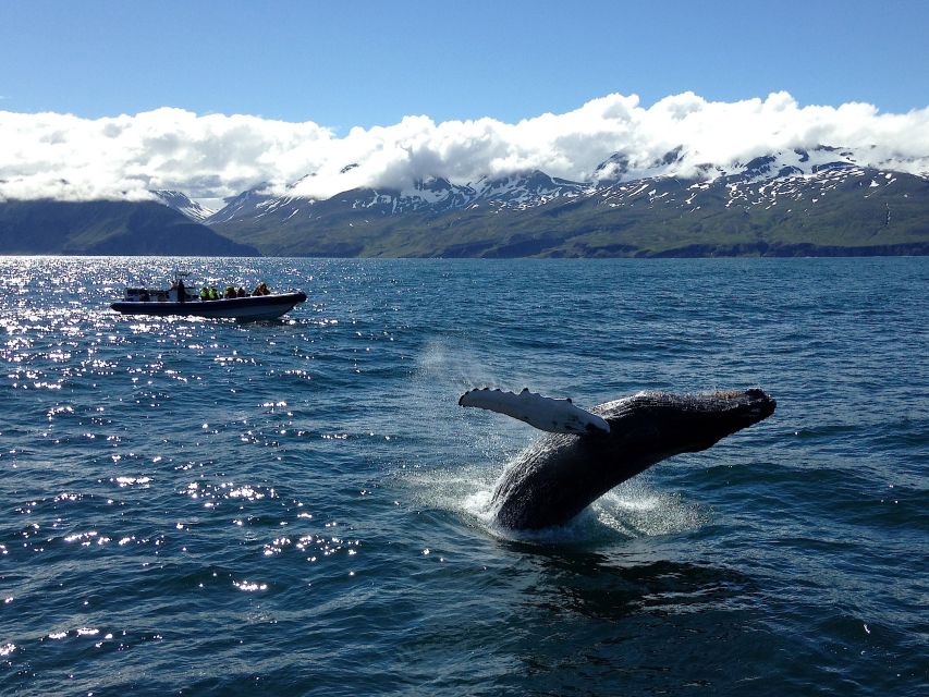 Húsavík: Big Whale Safari & Puffin Island Tour - Booking Information