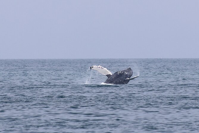 Husavik Family-Owned and Operated Whale Watching - Commitment to Conservation