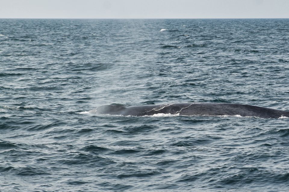 Húsavík: Family-Run and Guided Whale Watching Tour - Customer Reviews and Ratings