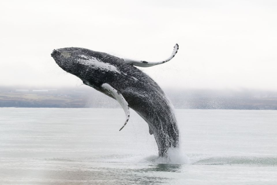 Húsavík: Whale-Watching Cruise and Puffins Guided Tour - Practical Information