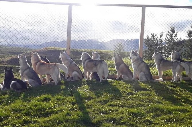 Husky Petting in Akureyri (private) - Activities During the Visit