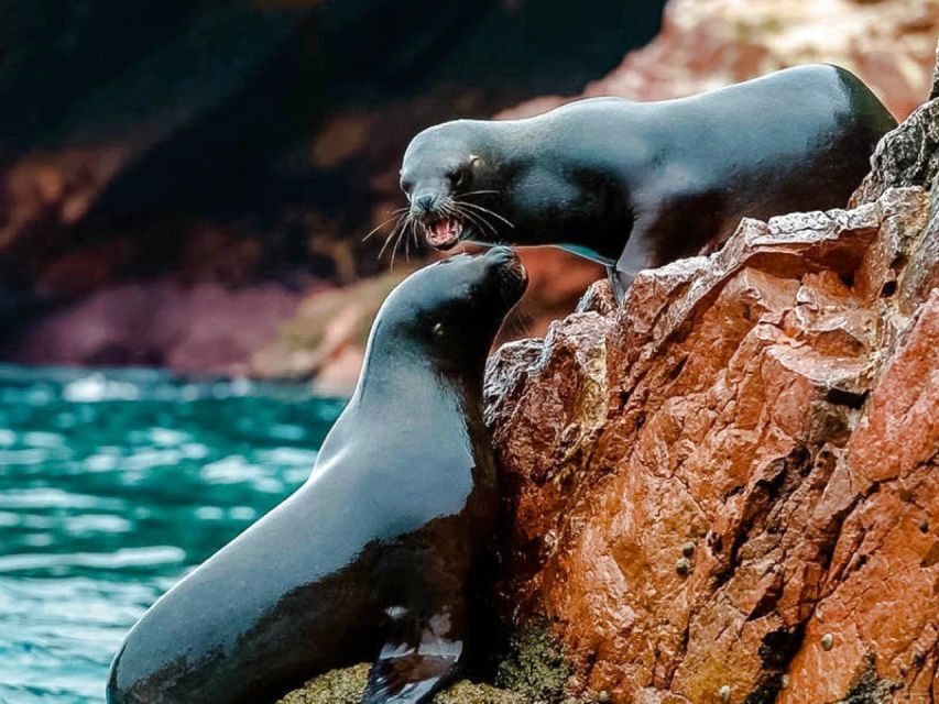 Ica Paracas and Ballestas Islands Tour From Lima 1 Day - Important Information