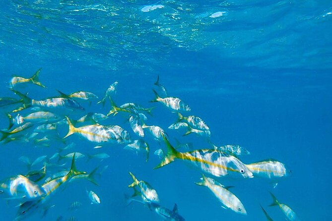Icacos Island All-Inclusive Snorkel and Boat Tour - Important Considerations