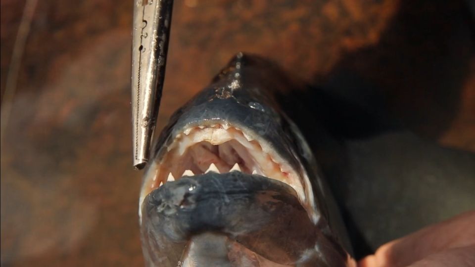 Iquitos: Piranha Fishing Experience in the Amazon Jungle - Booking Information