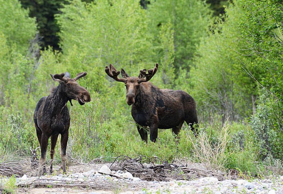 Jackson Hole: Snake River Scenic Float Tour With Chairs - Wildlife Viewing