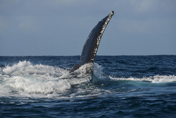 Jervis Bay Whale Watching Tour - Customer Reviews