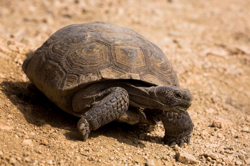 Joshua Tree National Park: Self-Driving Audio Tour - Observing Parks Diverse Wildlife