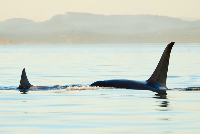 Juneau Wildlife Whale Watching - Weather Considerations