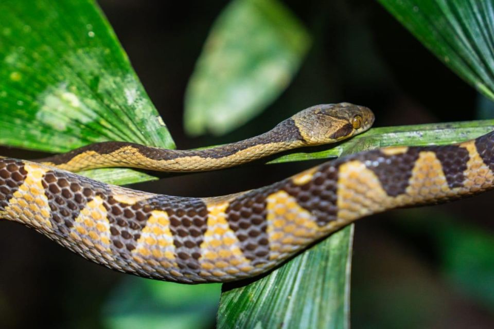 Jungle Night Walk/ Nocturnal Wildlife and Jungle Sounds - Health and Safety Restrictions