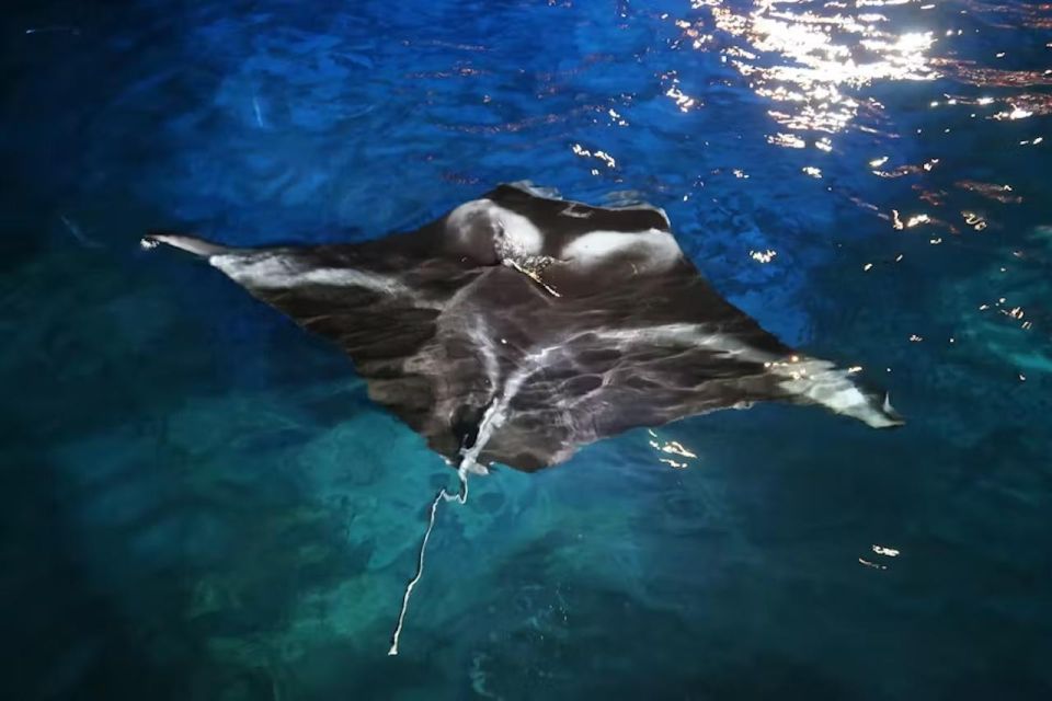 Kailua-Kona: Manta Ray Night Snorkel With Wetsuit - Frequently Asked Questions