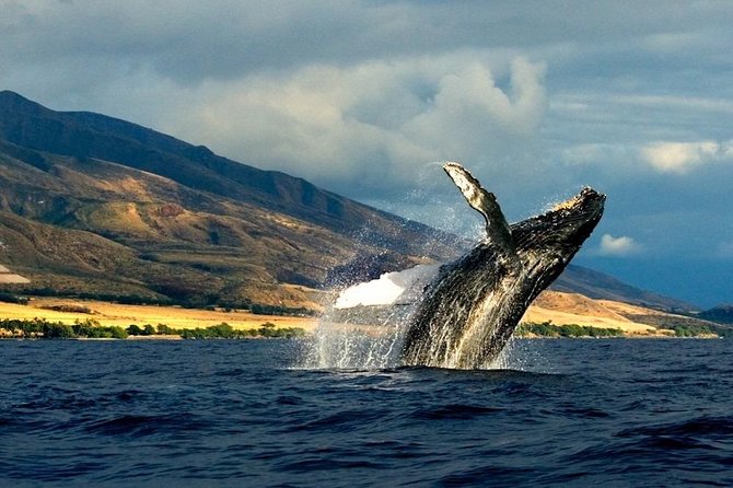 Kauais Ultimate SOUTH SIDE Whale & Dolphin Zodiac Boat Adventure - Who Should Join This Adventure