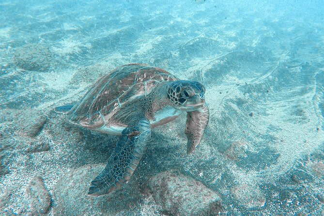 Kayaking + Snorkeling With Turtles - Exploring the Tenerife Coastline