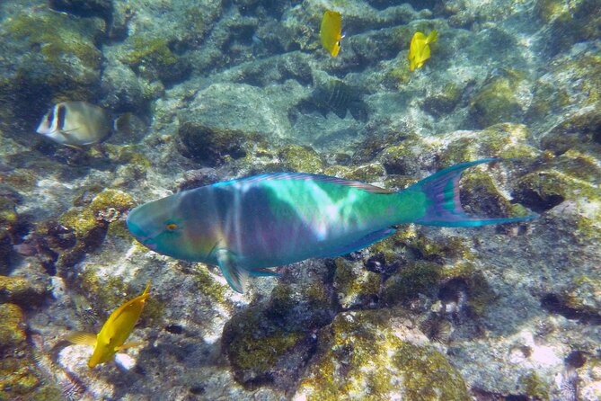 Kealakekua Bay and Captain Cook Monument Snorkel - Small-Group Experience - Guest Reviews and Feedback