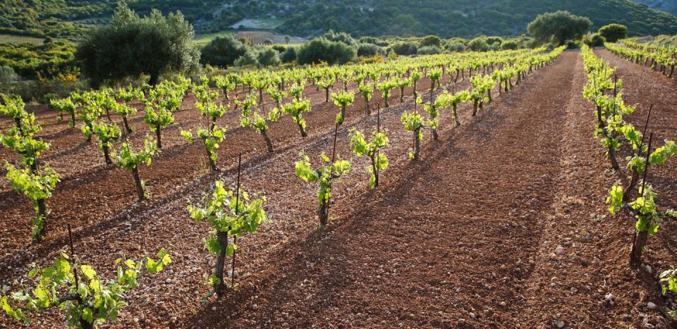 Kefalonia Wine Adventure in 3 Wineries With Tastings - Important Information