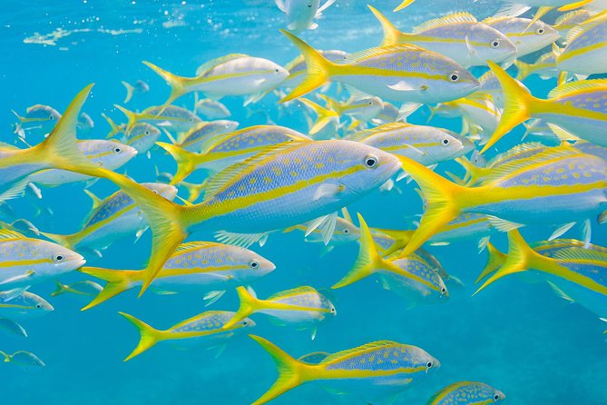 Key Largo Snorkeling Tour - Rental Mask, Fins and Vest INCLUDED - Customer Feedback Highlights