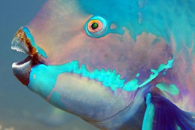 Key Largo Snorkeling Trips & Islamorada Sandbar Tours - Health and Safety Guidelines