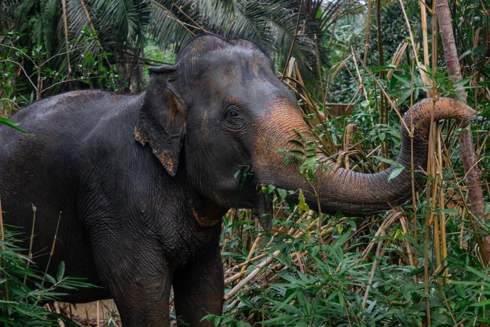 Khao Lak: All-Day Elephant Sanctuary Experience Small Groups - Pricing and Booking Information