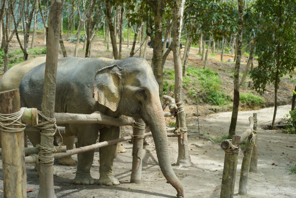 Khao Lak Guide Tour to Sunday Market and Rescued Elephant - Nam Kem Cultural Centre Visit