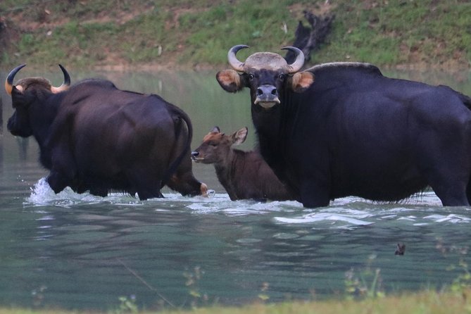 Khao Sok Wildlife 2 Days - Tour Duration and Logistics