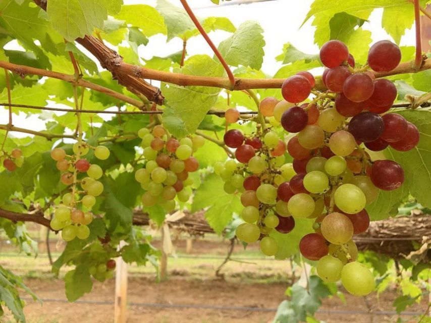 Khao Yai Vineyard Tasting Tour & Horse Farm Visit - Important Information