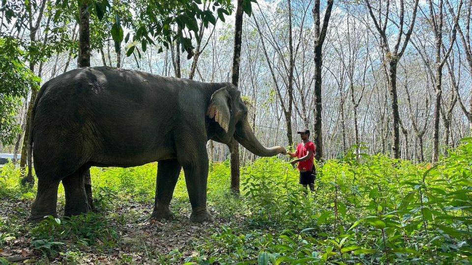 Khaolak: Begin the Day With Elephants - Walk and Feed Tour - Observing Elephants in Nature