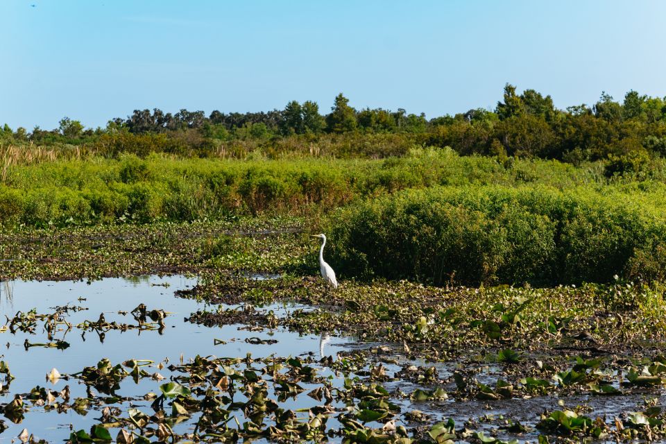 Kissimmee: 1-Hour Airboat Everglades Adventure Tour - Discovering Shingle Creek