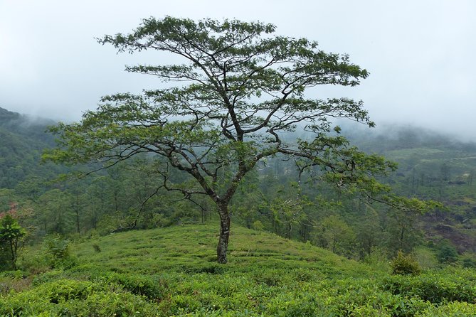 Knuckles Leopard Trail Trek From Kandy - Guiding Experience