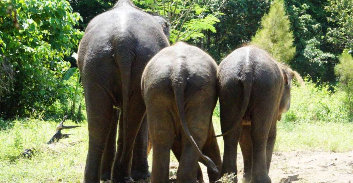 Koh Samui: Half-Day Ethical Elephant Sanctuary With Mud Spa - Bathing in the River