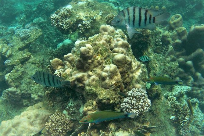 Koh Tao and Koh Nang Yuan Snorkel Tour (Speedboat From Koh Samui) - Koh Tao Snorkeling