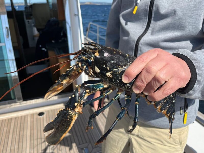 Kristiansand: Lobster Safari and Island Visit - Booking Information