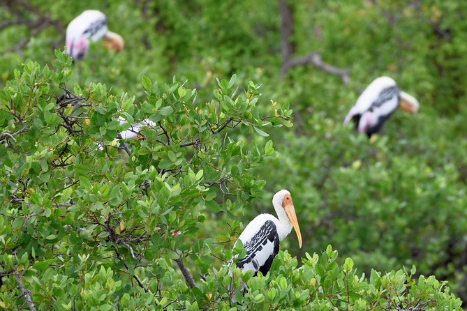 Kumana National Park Full Day Safari - Private Transportation and Guides
