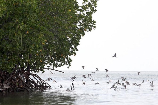 Lanta Old Town and Mangrove Forest Sightseeing Tour - Customer Feedback and Ratings