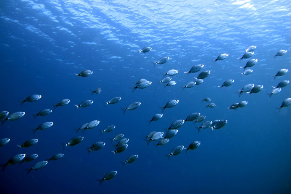 Lanzarote: Beginner Diving Course Costa Teguise (2 Dives) - Pickup and Transport