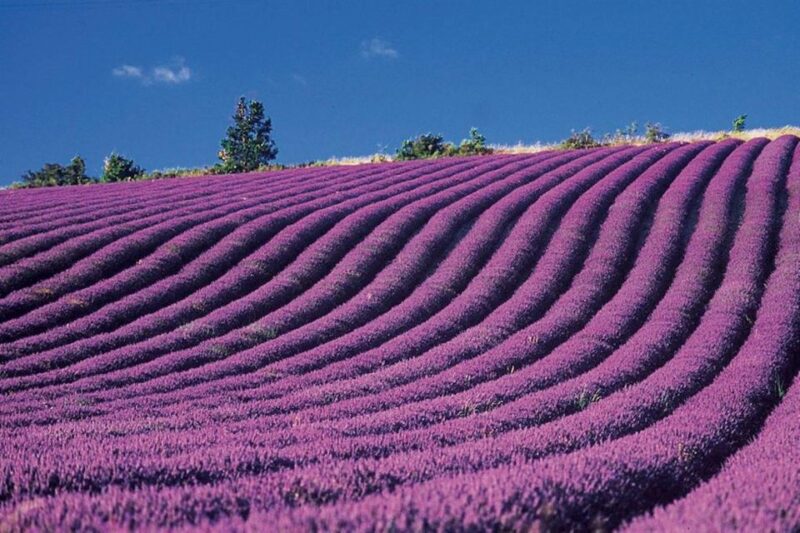 Lavender Fields Tour - Booking and Cancellation Policy