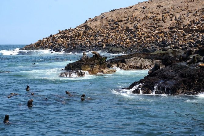 Lima: Palomino Islands Excursion & Swimming With Sea Lions With Hotel Transfers - Constructive Criticism