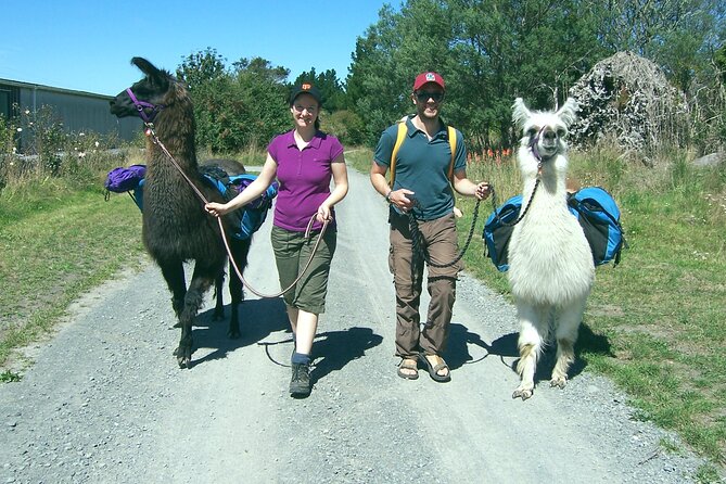 Llama Trek (Taster) - Kowhai River Valley and Native Woodland Tour - Additional Tour Options