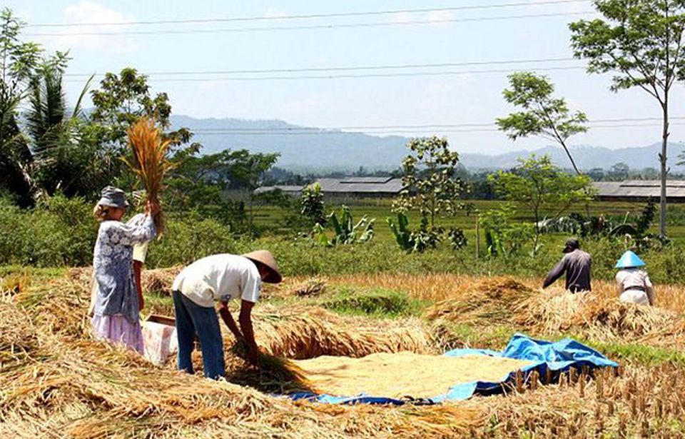 Lombok Rice Field Walking Tour - Pick-up and Drop-off