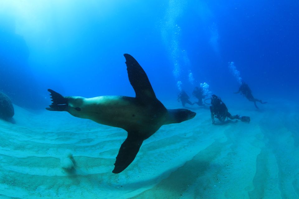 Los Cabos 3-Hour Certified Scuba Diving Tour - Experienced Dive Masters