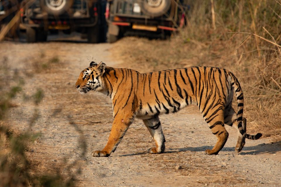 Luxury Chitwan Jungle Safari 4 Days Tour - Excluded Costs