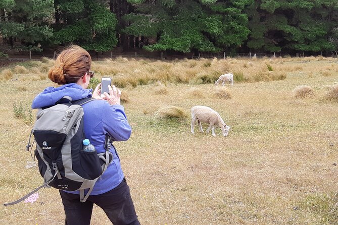 Lyttelton Shore Excursion -Guided Hiking Tour Packhorse Hut - Booking Process
