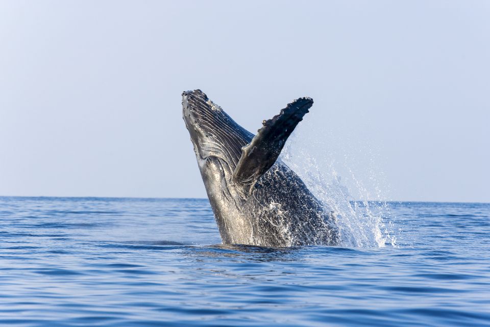 Maalaea Harbor: Whale Watching Catamaran Cruise - What to Bring