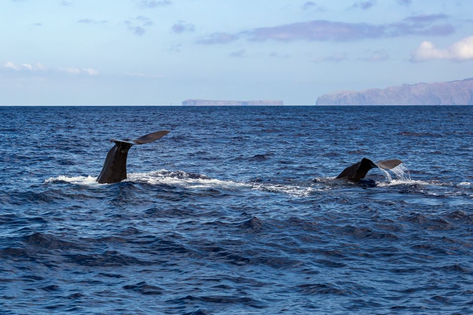 Madeira: Guaranteed Whales or Dolphins Watching Tour - Meeting Point