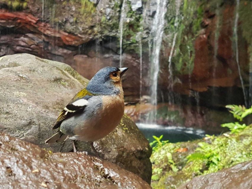 Madeira: Ribeiro Frio Valley and the 25 Fountains Hike. - Getting to the Valley