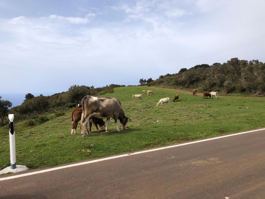 Madeira West Safari - the Natural Lava Pools of Porto Moniz - Ribeira Brava Viewpoints